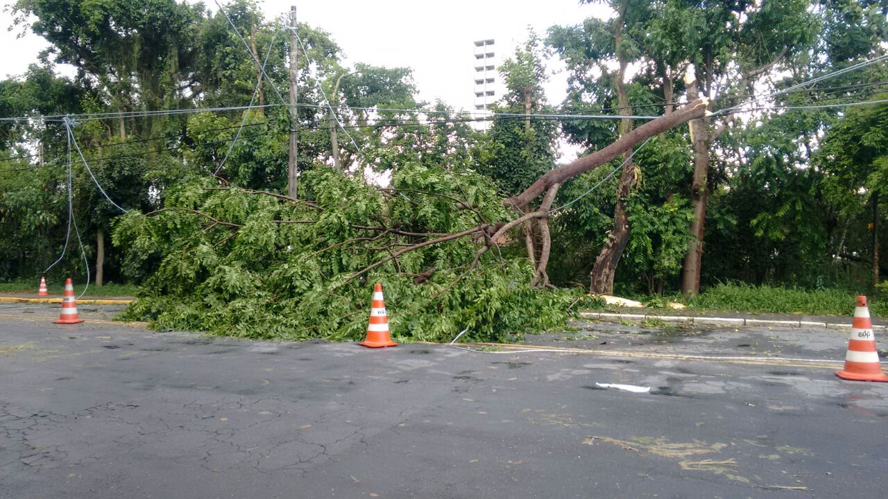 Árvore cai sobre fiação e carro durante chuva em Guaratinguetá Veja